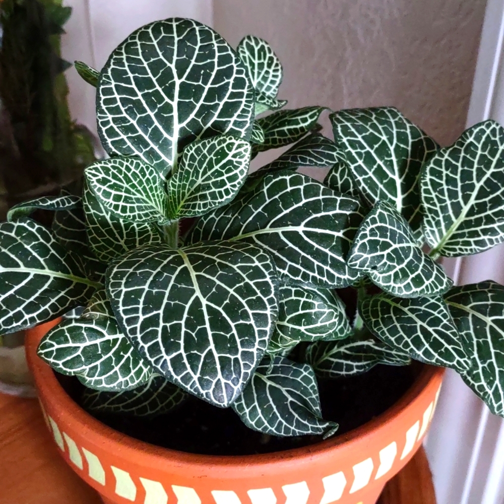 Meet your Posher, Shady Plant House